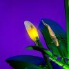 Peace Lily 11054 close petal[1]