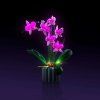 Orchids10311 MAIN 1000x