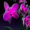 Orchids10311 Close1 1000x
